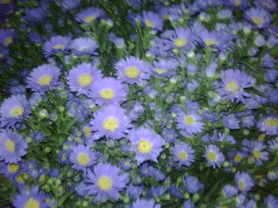 Aster blue